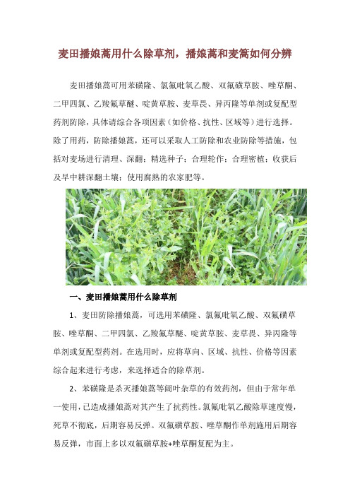 麦田播娘蒿用什么除草剂,播娘蒿和麦篙如何分辨