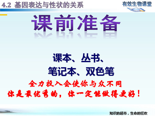 4.2 基因表达与性状的关系-人教版()高中生物必修二教学课件(共31张PPT)