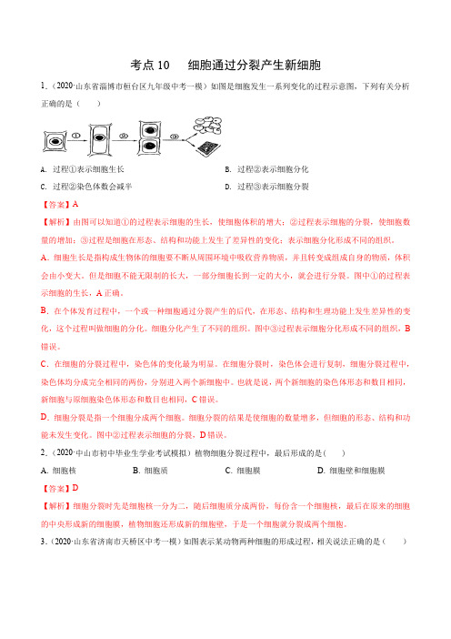 考点10 细胞通过分裂产生新细胞-七年级生物(解析版)