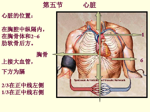 心脏检查(望,触,叩)