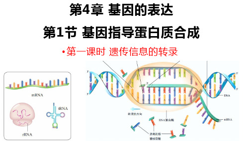 4.1基因指导蛋白质的合成(第一课时)