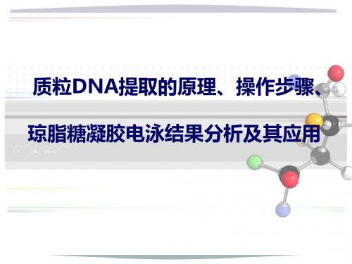 质粒DNA提取原理、步骤、凝胶电泳分析及其应用