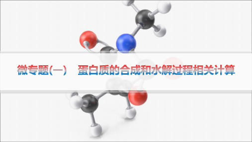 人教版高中生物学必修1精品课件 第2章 组成细胞的分子 微专题(一) 蛋白质的合成和水解过程相关计算