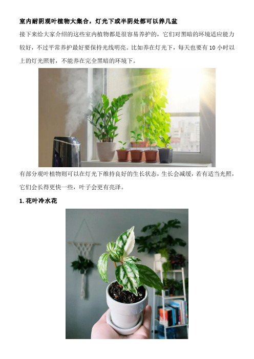 室内耐阴观叶植物大集合,灯光下或半阴处都可以养几盆