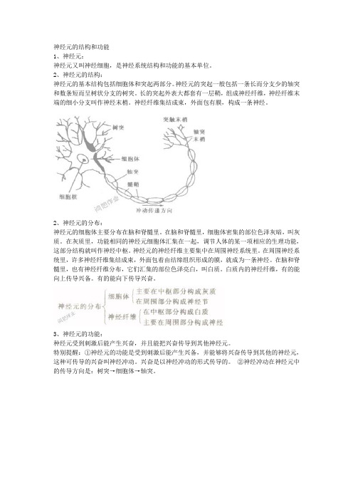 神经元的结构和功能