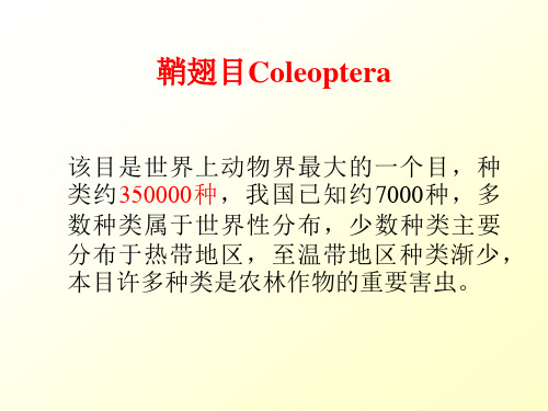 河北农大普通昆虫学-第六篇-昆虫的分类学(鞘翅目)