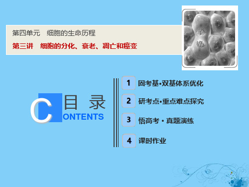 高考生物一轮复习第四单元细胞的生命历程第三讲细胞的分化衰老凋亡和癌变课件苏教版06254131