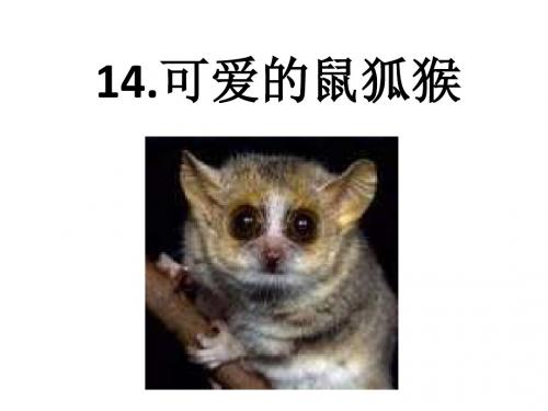 14.可爱的鼠狐猴(1)