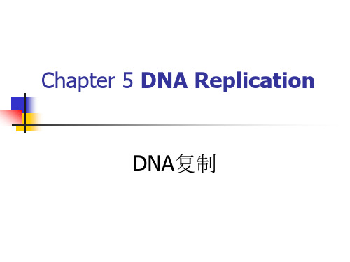 Chapter 5 DNA复制