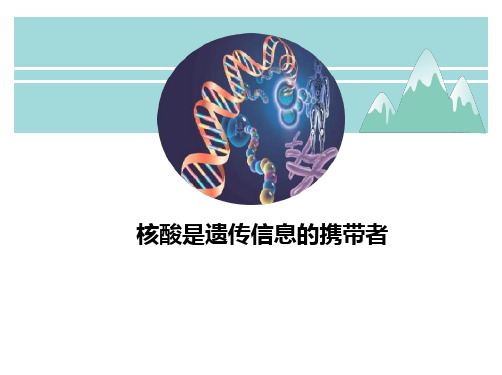 人教版生物必修一 核酸是遗传信息的携带者