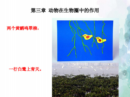 人教版生物-八年级上册 5.3.1动物在生物圈中的作用 生物课件