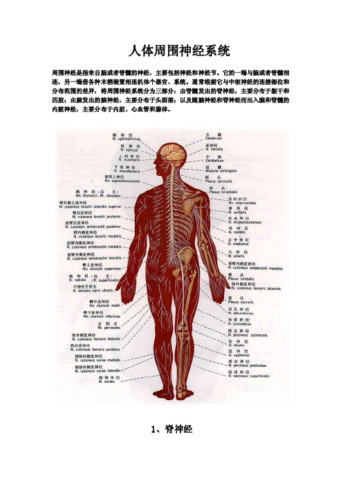 神经走向——精选推荐