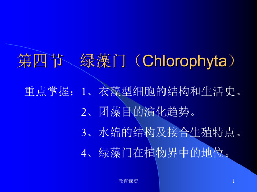 第四节 绿藻门(Chlorophyta)(谷风教育)