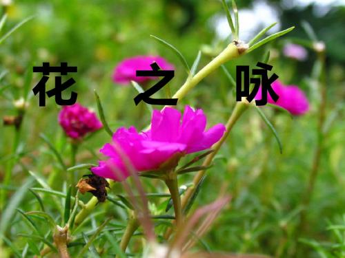 《花之咏》ppt课件3