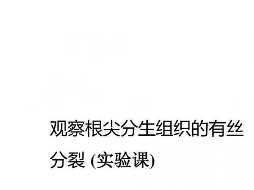 观察根尖分生组织的有丝分裂(实验课)