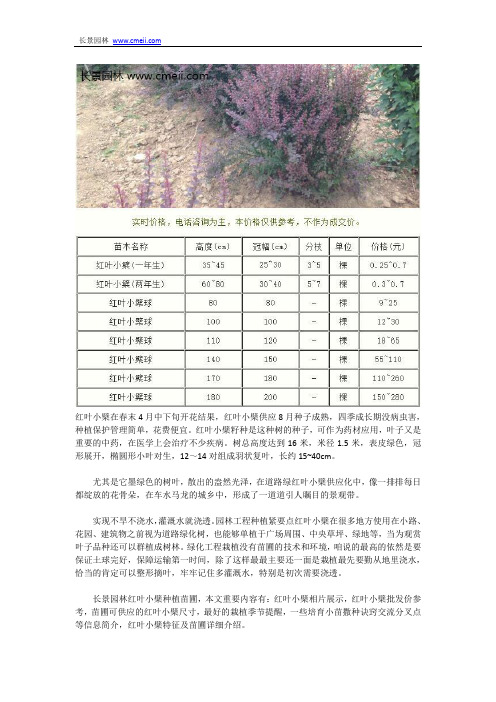 红叶小檗供应