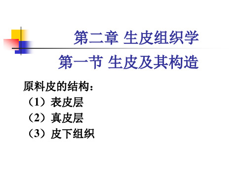 第二章 生皮组织学