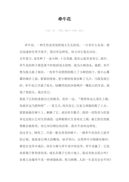 牵牛花500字作文