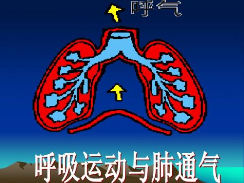 呼吸运动与肺通气++21PPT