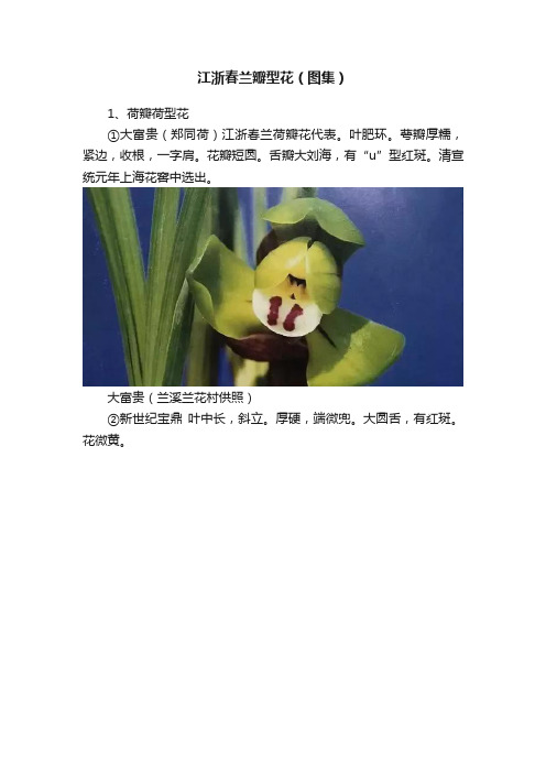 江浙春兰瓣型花（图集）