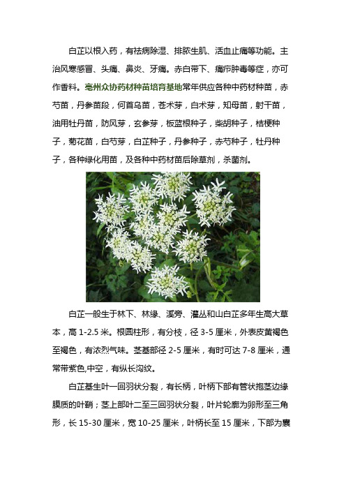 白芷种子批发价格