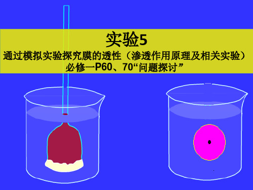 通过模拟实验探究膜的透性(课堂PPT)