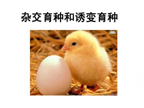 杂交育种和诱变育种教学课件