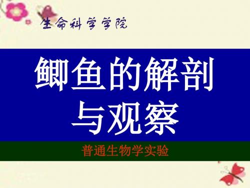 沪教版生命科学第二册4.3《观察和解剖鲫鱼》ppt课件2