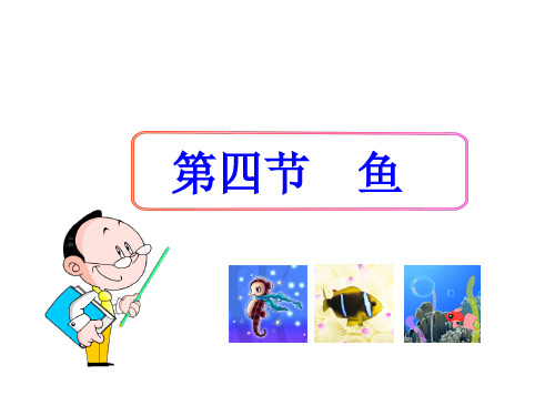 人教部编版八年级上册生物课件:鱼(共21张PPT)
