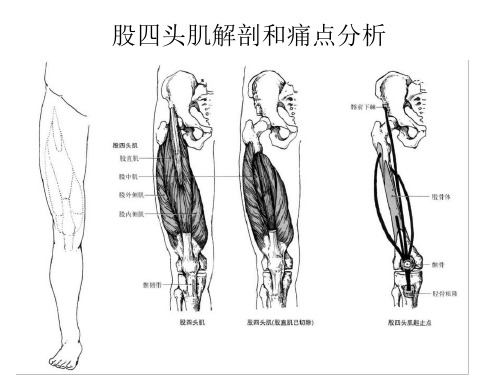 股四头肌解剖和痛点分析