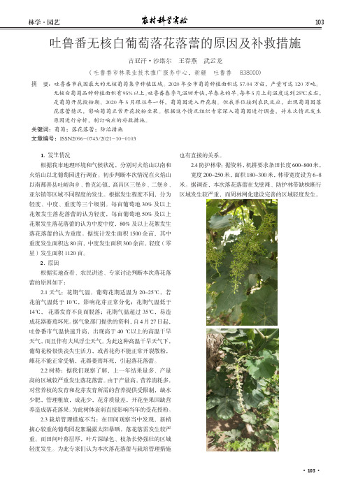 吐鲁番无核白葡萄落花落蕾的原因及补救措施