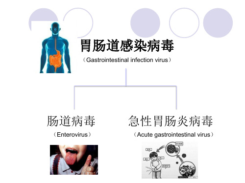 医学微生物学：肠道病毒