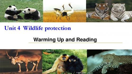 2017-2018学年人教版 必修二 Unit 4  Wildlife protection- Reading课件 (共39张PPT)