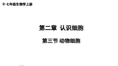 2024年秋人教七年级生物上册 第三节 动物细胞(课件)