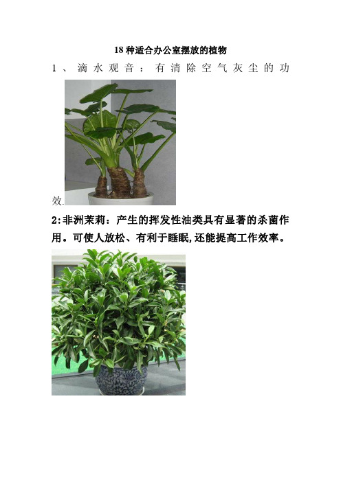 18种适合办公室摆放的植物