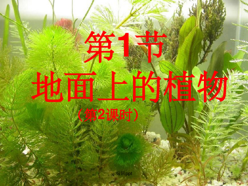 被子植物和裸子植物