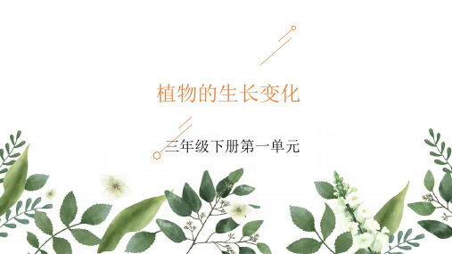 教科版三年级下册科学《植物的生长》课件