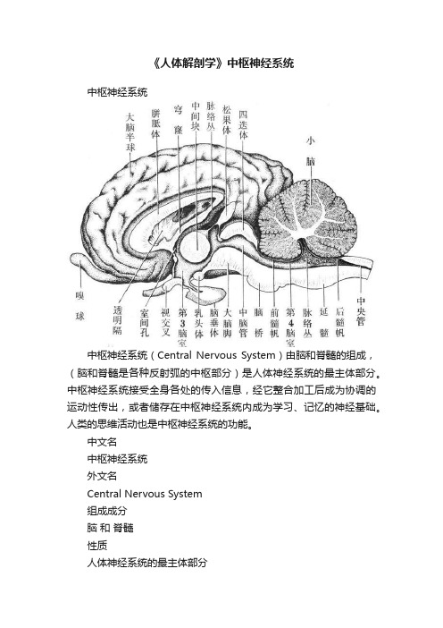 《人体解剖学》中枢神经系统