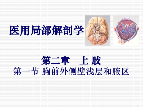 (自)胸前外侧壁浅层和腋区