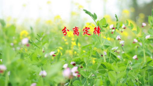 高中生物《分离定律》公开课PPT课件