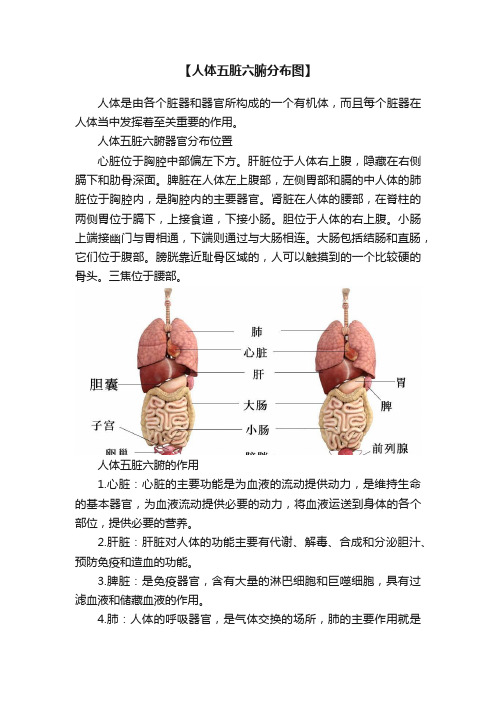 【人体五脏六腑分布图】