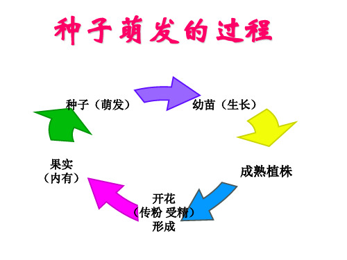 冀教版八年级上 《种子萌发的过程》课件