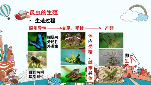 八年级生物上册4.2.1 昆虫的生殖和发育