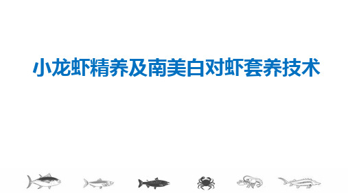 小龙虾养殖技术及南美白对虾套养技术