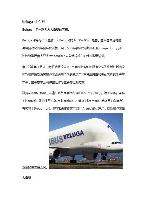 beluga什么梗