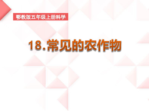 鄂教版五年级上册科学《常见的农作物》农田PPT说课教学课件