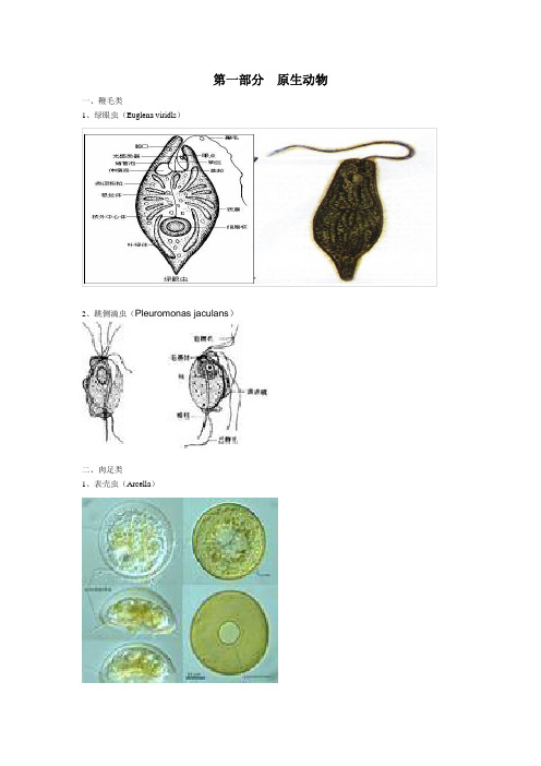 活性污泥生物图谱