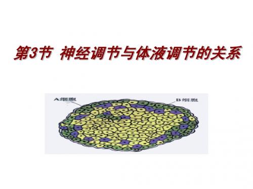 2.3神经调节与体液调节的关系