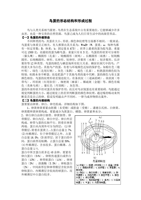 鸟蛋的形态结构和形成过程