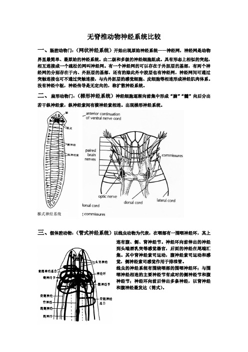 无脊椎动物神经系统比较